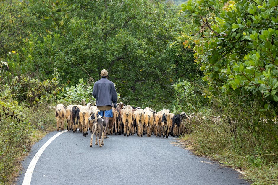 雨后春笋，究竟指代哪一生肖？(图4)