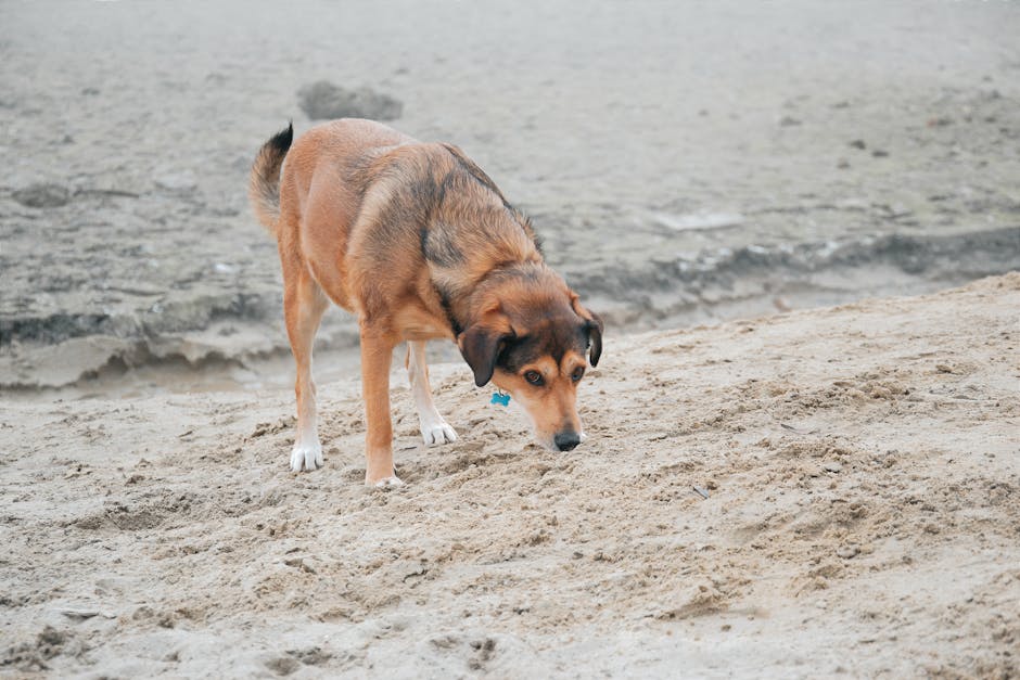 晨光微露，生肖漫步——刚睡醒，出来逛逛指什么生肖(图4)