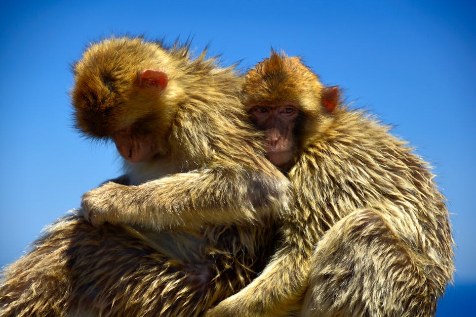 揭秘生肖谜题：万绿丛中一点红，六六大顺二八来！(图3)