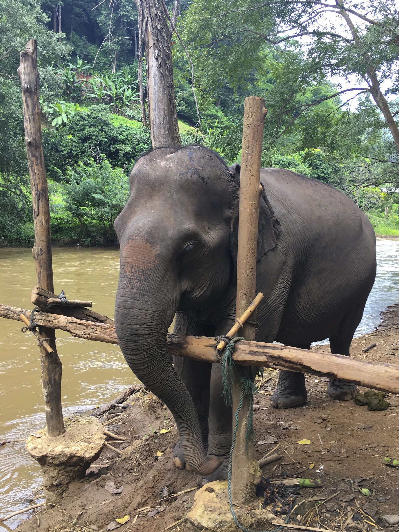 中国最后的亚洲象：揭秘云南丛林中的温柔巨兽(图3)