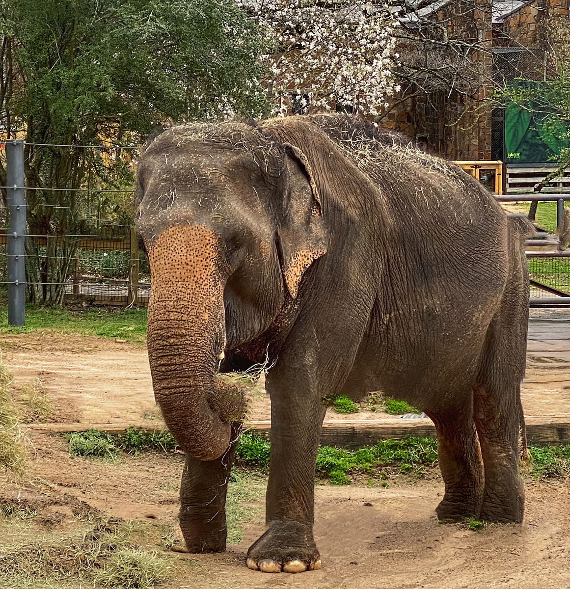 中国最后的亚洲象：揭秘云南丛林中的温柔巨兽(图2)