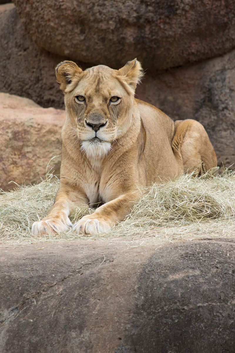 "乞丐狮"周年爆红背后：圈养猛兽的本能困境(图1)