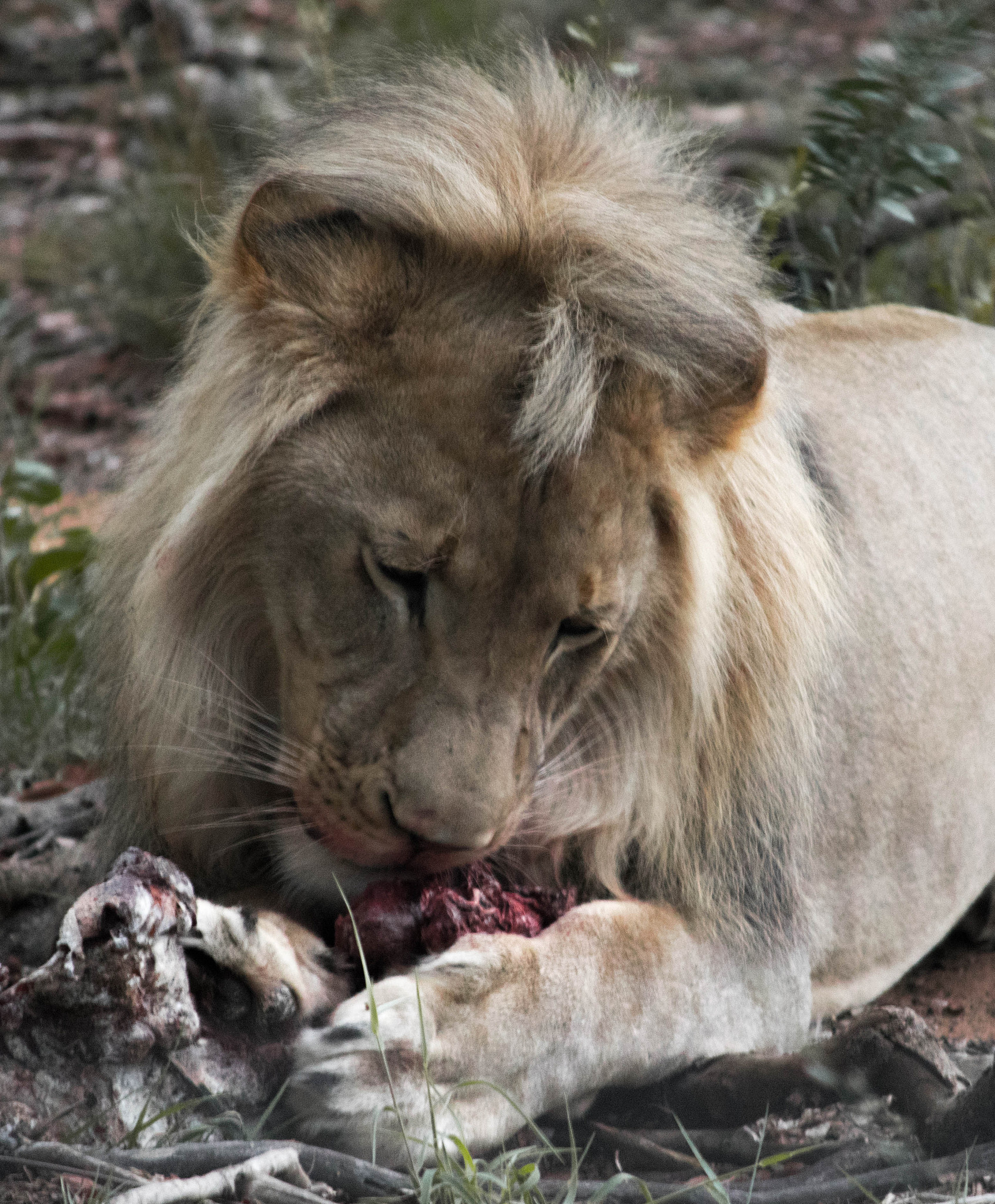 "乞丐狮"周年爆红背后：圈养猛兽的本能困境(图2)