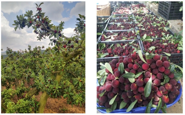 情系助农初心筑梦：AI如何成为“新农具”广州极联视通科技的数字乡村实践(图1)