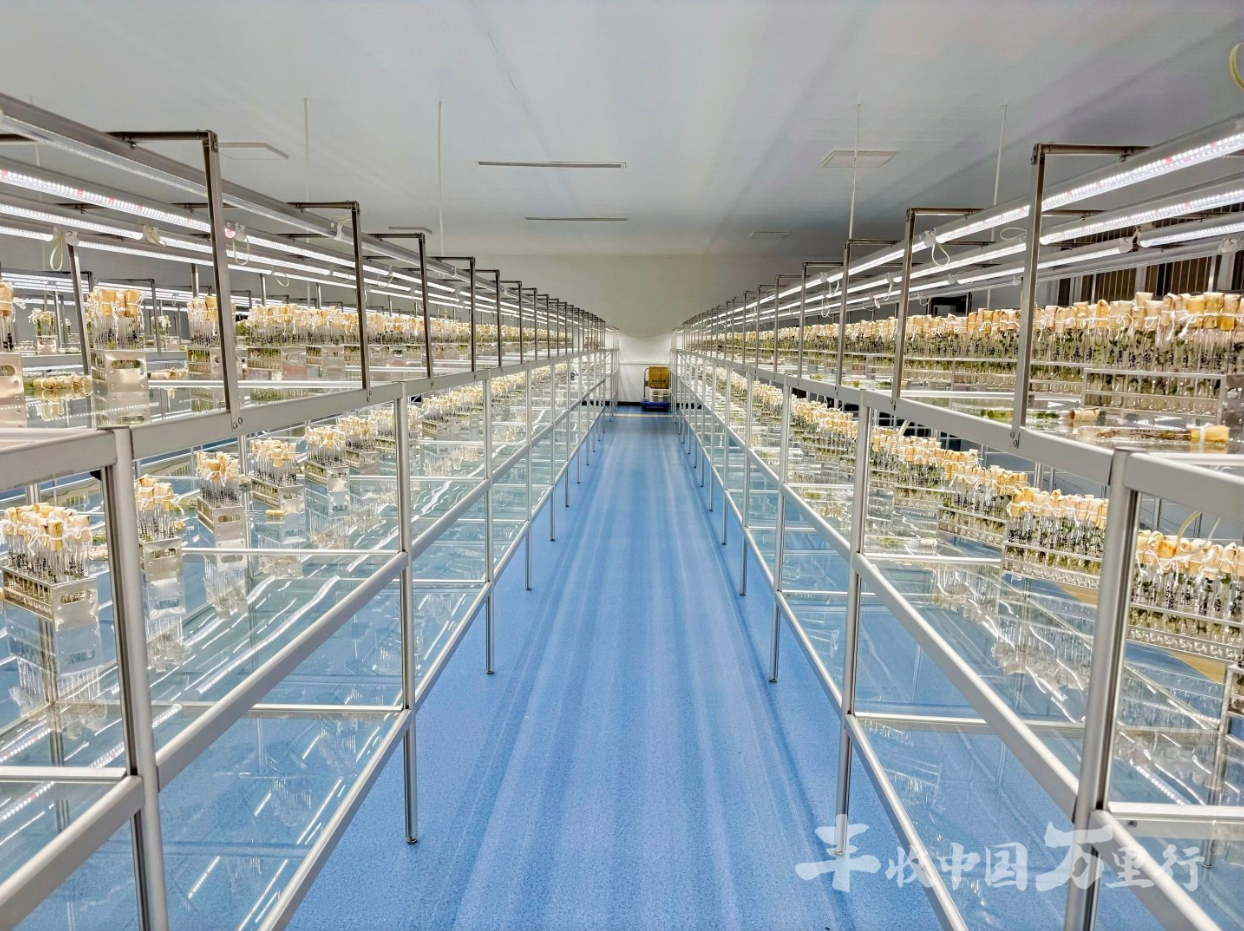 良种沃土 智绘丰景——2026丰收中国万里行走进内蒙古、宁夏、河北(图2) 良种沃土 智绘丰景——2026丰收中国万里行走进内蒙古、宁夏、河北(图2)
